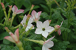 Starmaker Appleblossom Tobacco (Nicotiana 'Starmaker Appleblossom') at Lakeshore Garden Centres