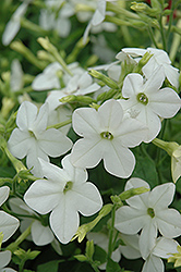 Starmaker White Tobacco (Nicotiana 'Starmaker White') at Lakeshore Garden Centres