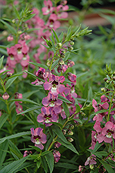 AngelMist Dark Pink Angelonia (Angelonia angustifolia 'Balangdarpi') at Lakeshore Garden Centres