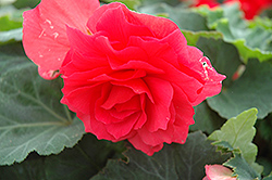 Nonstop Bright Red Begonia (Begonia 'Nonstop Bright Red') at The Mustard Seed
