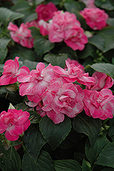 Fiesta Stardust Pink Double Impatiens (Impatiens 'Balolestop') at Lakeshore Garden Centres