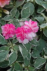 Fiesta Ole Peppermint Double Impatiens (Impatiens 'Fiesta Ole Peppermint') at Lakeshore Garden Centres