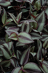 Wandering Jew (Zebrina pendula) at Lakeshore Garden Centres