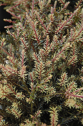 County Park Fire Alpine Plum Yew (Podocarpus 'County Park Fire') at Lakeshore Garden Centres