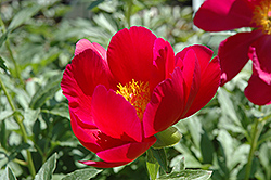 Onondaga Peony (Paeonia 'Onondaga') at Lakeshore Garden Centres