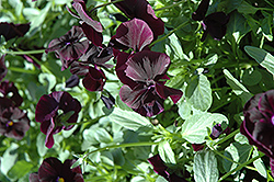Sorbet XP Blackberry Pansy (Viola 'Sorbet XP Blackberry') at Lakeshore Garden Centres