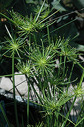 Dwarf Sharp Edge Sedge (Cyperus haspan 'Viviparus') at Lakeshore Garden Centres
