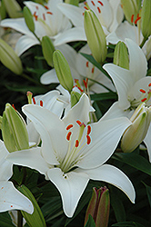 Lily Looks Tiny Snowflake Lily (Lilium 'Tiny Snowflake') at Lakeshore Garden Centres