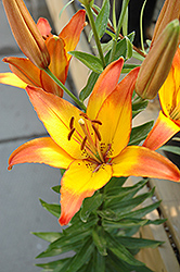 Linda Lily (Lilium 'Linda') at Lakeshore Garden Centres
