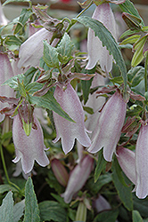 Silver Bells Bellflower (Campanula 'Silver Bells') at Lakeshore Garden Centres