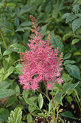Astary Rose Astilbe (Astilbe x arendsii 'Astary Rose') at Lakeshore Garden Centres