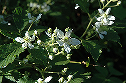 Allegheny Blackberry (Rubus allegheniensis) at Lakeshore Garden Centres