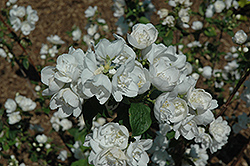 Snow White Sensation Mockorange (Philadelphus 'Snow White Sensation') at Lakeshore Garden Centres