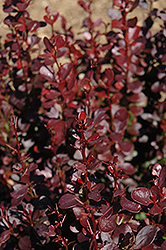 Rosy Rocket Barberry (Berberis thunbergii 'Rosy Rocket') at Lakeshore Garden Centres