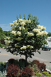 Snowdance Japanese Tree Lilac (Syringa reticulata 'Bailnce') at Golden Acre Home & Garden