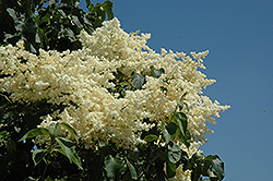 Snowdance Japanese Tree Lilac (Syringa reticulata 'Bailnce') at Golden Acre Home & Garden