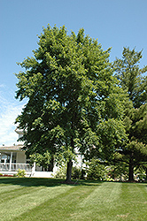 Firedance Red Maple (Acer rubrum 'Firedance') at Lakeshore Garden Centres