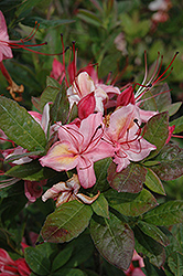 Weston's Lollipop Azalea (Rhododendron 'Weston's Lollipop') at Lakeshore Garden Centres