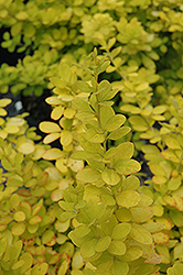 Golden Carousel Barberry (Berberis thunbergii 'Bailsel') at Lakeshore Garden Centres