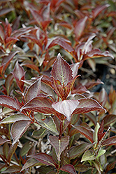 Ruby Queen Weigela (Weigela florida 'Ruby Queen') at Lakeshore Garden Centres
