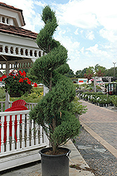 Skyrocket Juniper (spiral) (Juniperus scopulorum 'Skyrocket (spiral)') at Lakeshore Garden Centres