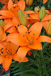 Lily Looks Tiny Dino Lily (Lilium 'Tiny Dino') at Lakeshore Garden Centres