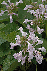 Morning Blush Big Betony (Stachys macrantha 'Morning Blush') at Lakeshore Garden Centres