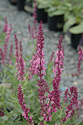 Rose Wine Sage (Salvia nemorosa 'Rose Wine') at Lakeshore Garden Centres