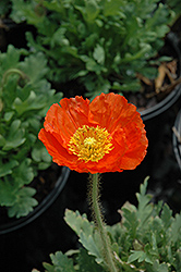 Spring Fever Orange Poppy (Papaver nudicaule 'Spring Fever Orange') at Golden Acre Home & Garden