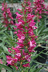 Riding Hood Hot Pink Beard Tongue (Penstemon barbatus 'Riding Hood Hot Pink') at Lakeshore Garden Centres