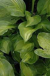 Adorable Hosta (Hosta 'Adorable') at Lakeshore Garden Centres
