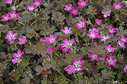 Orkney Cherry Dwarf Cranesbill (Geranium 'Orkney Cherry') at Lakeshore Garden Centres