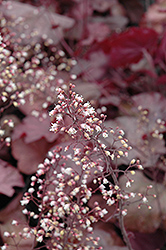 Beaujolais Coral Bells (Heuchera 'Beaujolais') at Lakeshore Garden Centres
