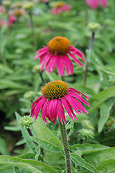 Sombrero Hot Pink Coneflower (Echinacea 'Kiechotpi') at Lakeshore Garden Centres