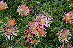 Mesa Verde Ice Plant (Delosperma 'Mesa Verde') at Lakeshore Garden Centres