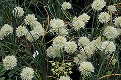 Max Alba Allium (Allium 'Max Alba') at Lakeshore Garden Centres