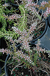 Sea Stars Stonecrop (Sedum bithynicum 'Sea Stars') at Lakeshore Garden Centres