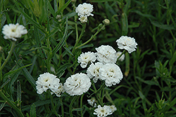 Noblessa Achillea (Achillea ptarmica 'Noblessa') at Lakeshore Garden Centres