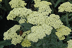 Anthea Yarrow (Achillea 'Anthea') at Lakeshore Garden Centres