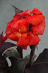 Tropical Bronze Scarlet Canna (Canna 'Tropical Bronze Scarlet') at Lakeshore Garden Centres