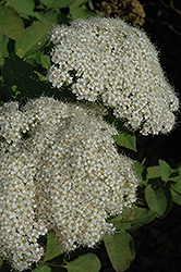 Snow Storm Spirea (Spiraea media 'Darsnorm') at Lakeshore Garden Centres