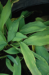 Golden Club (Orontium aquaticum) at Lakeshore Garden Centres