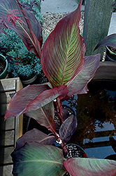 Black Knight Canna (Canna 'Black Knight') at Lakeshore Garden Centres