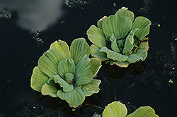 Water Lettuce (Pistia stratiotes) at A Very Successful Garden Center