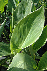 Striped Beauty Canna (Canna 'Striped Beauty') at Lakeshore Garden Centres