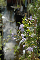 Allegheny Monkey Flower (Mimulus ringens) at Peter Knippel Garden Centre