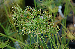 Sharp Edge Sedge (Cyperus haspan) at Lakeshore Garden Centres