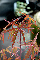 Scarlet Rose Mallow (Hibiscus coccineus) at Lakeshore Garden Centres