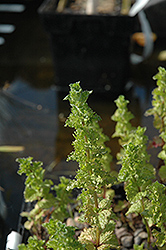 Curly Mint (Mentha crispa) at Lakeshore Garden Centres