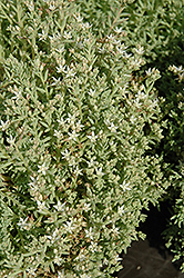 Tiny Buttons Stonecrop (Sedum hispanicum 'Tiny Buttons') at Lakeshore Garden Centres